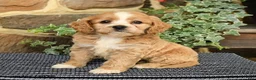 Cockapoo dogs for sale: Mocha - Ad 1