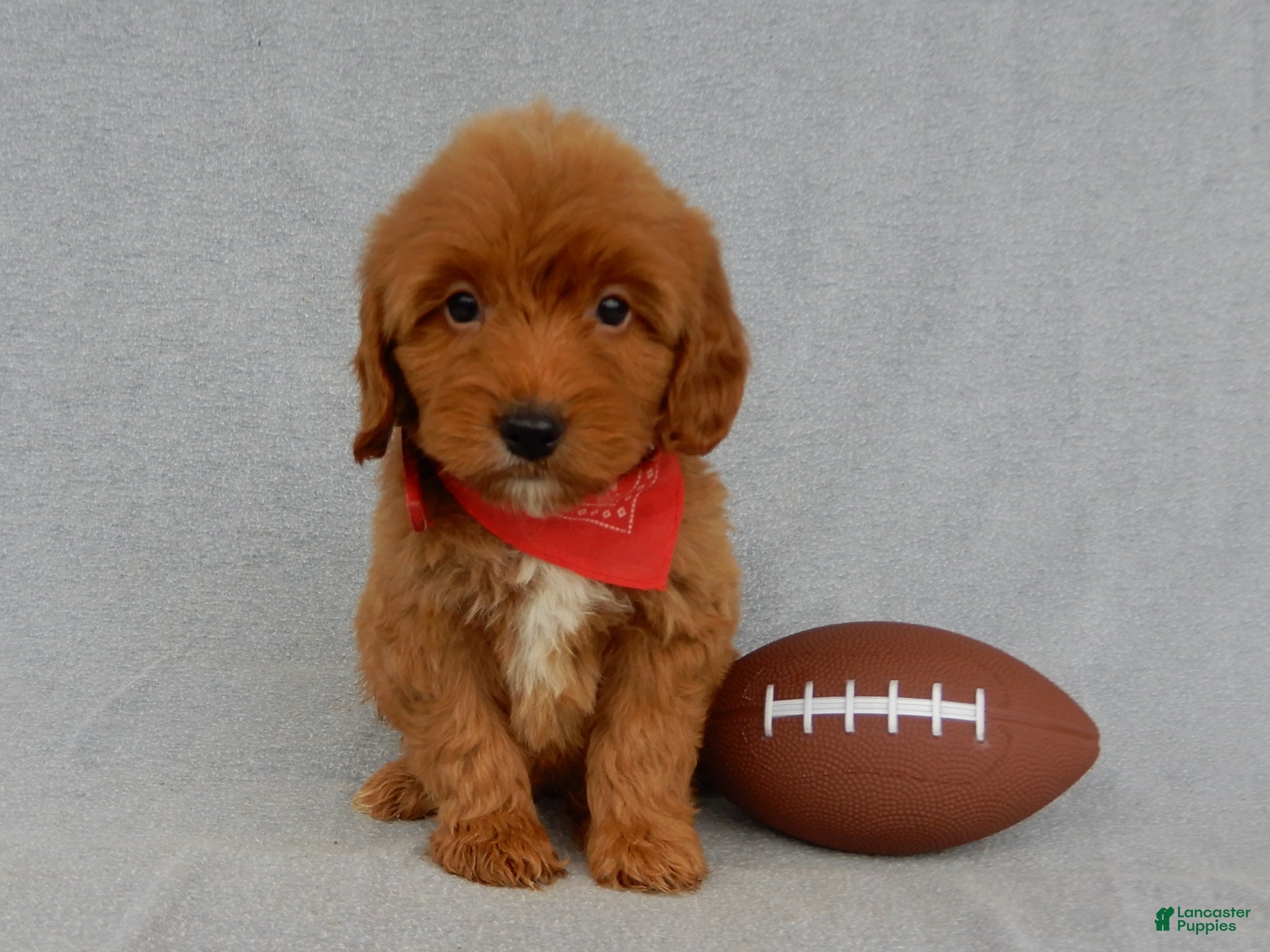 Mini Goldendoodle dogs for sale: Grant-MEDIUM - Ad 2