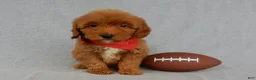 Mini Goldendoodle dogs for sale: Grant-MEDIUM - Ad 1
