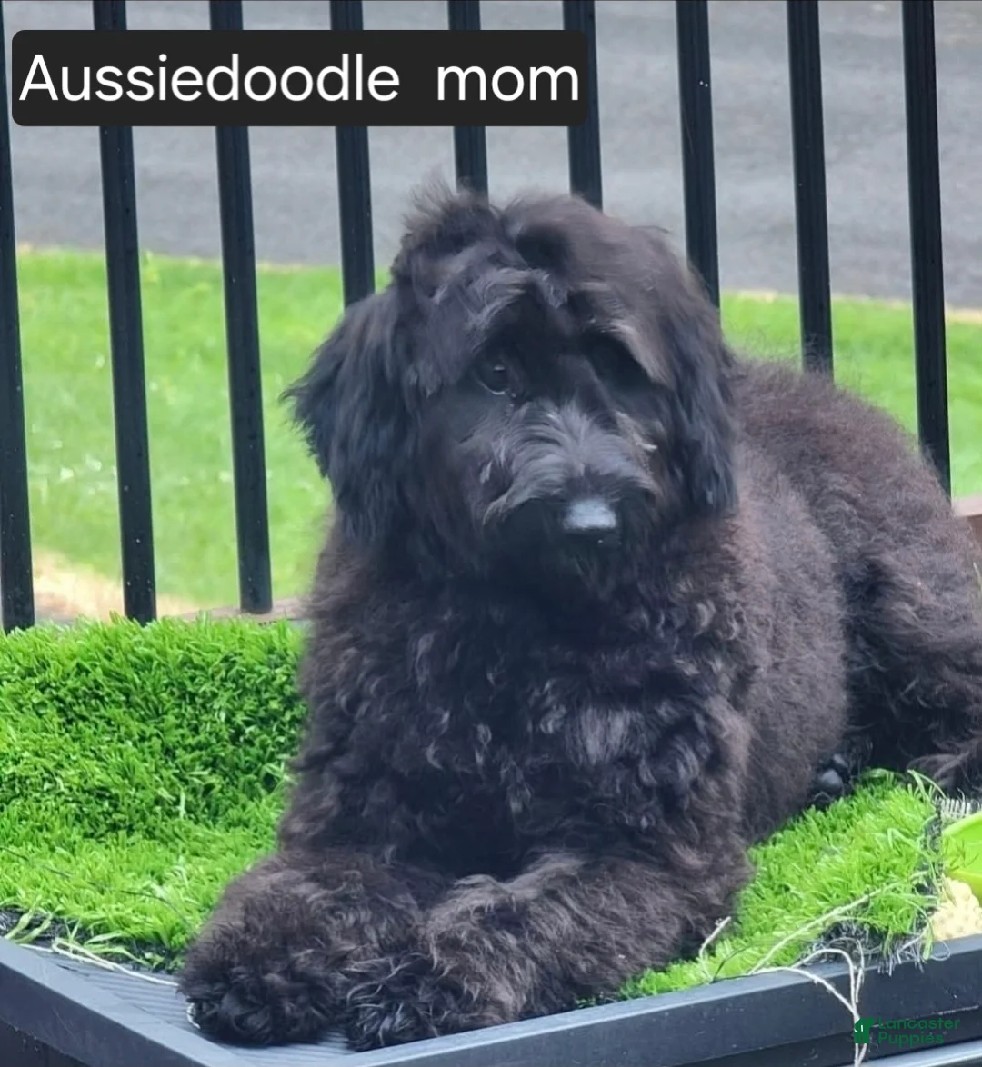 Aussiedoodle dogs for sale: Aussiedoodle Puppy 4 - Ad 6