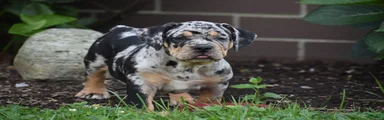 Dixie