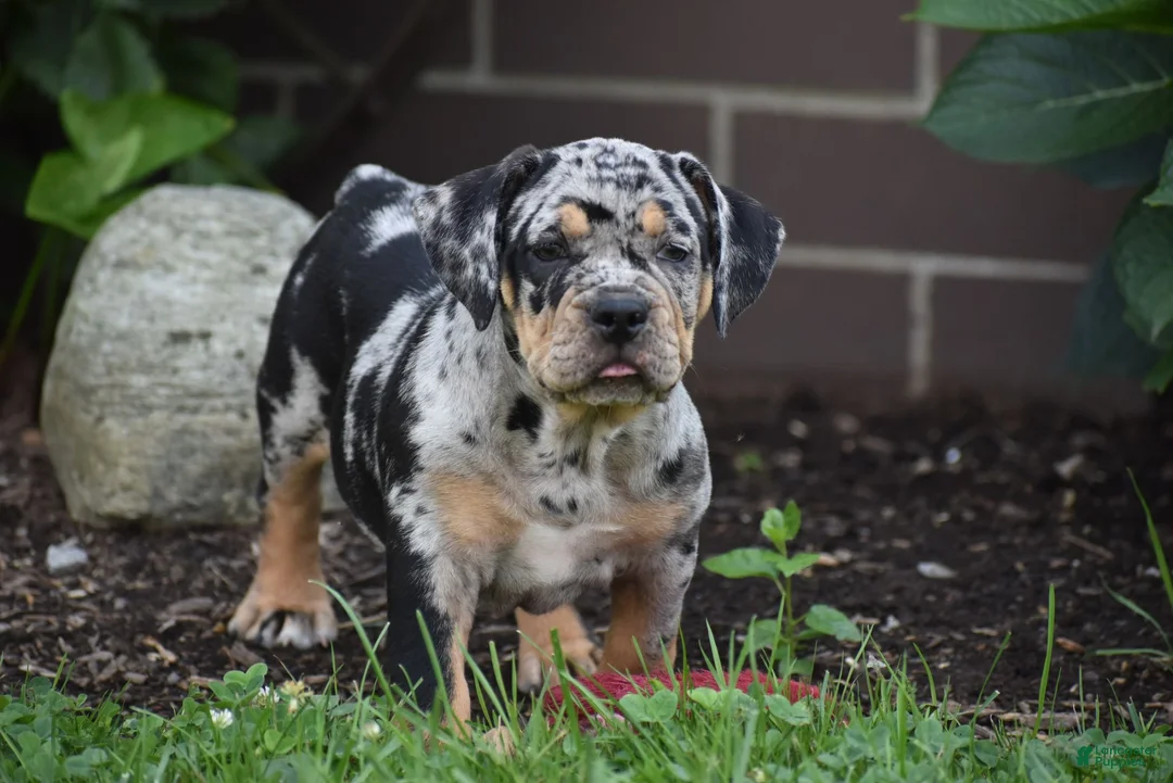 Beabull dogs for sale: Dixie - Ad 1