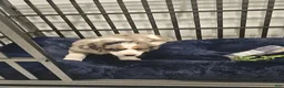 Mini Bernedoodle dogs for sale: Sadie bernedoodle blue merle genes  - Ad 10