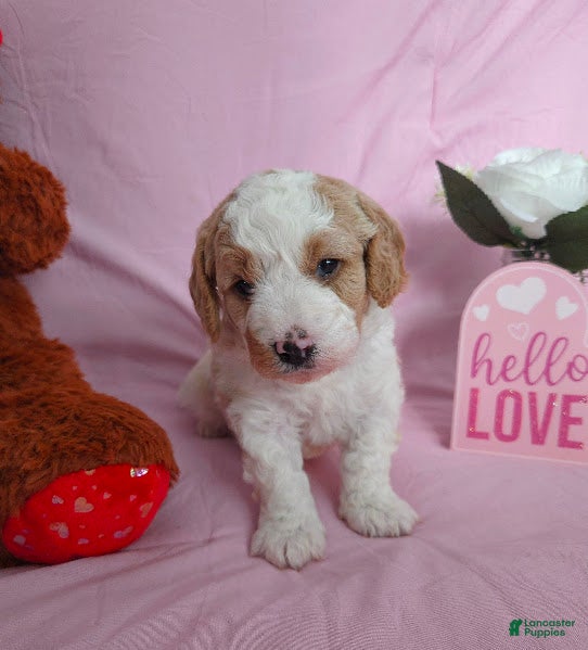 Cavapoo dogs Waffles - Ad 2