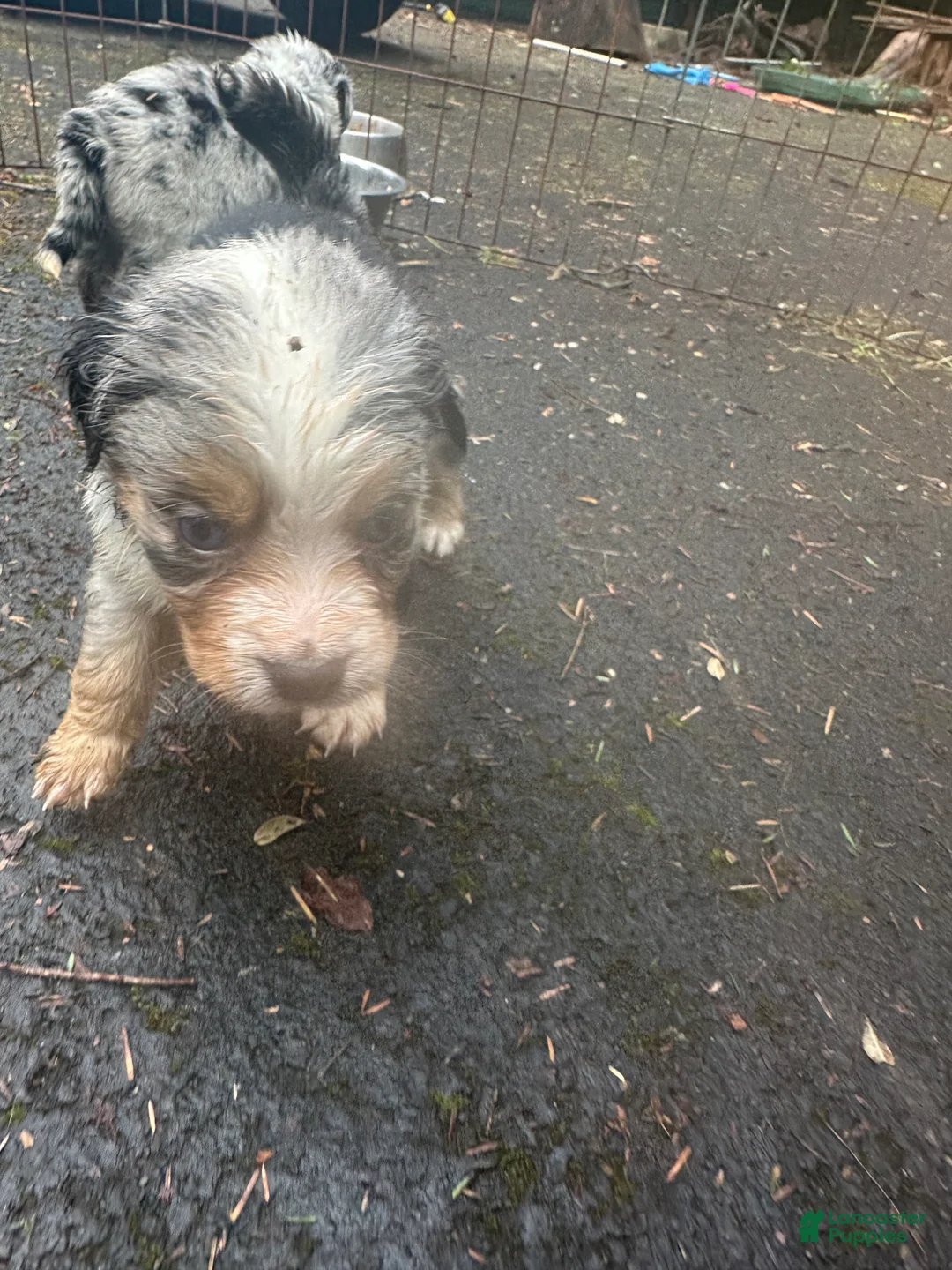 Miniature Australian Shepherd dogs for sale: Bob - Ad 2