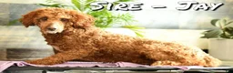 Cavapoo dogs for sale: Fifi - Ad 11