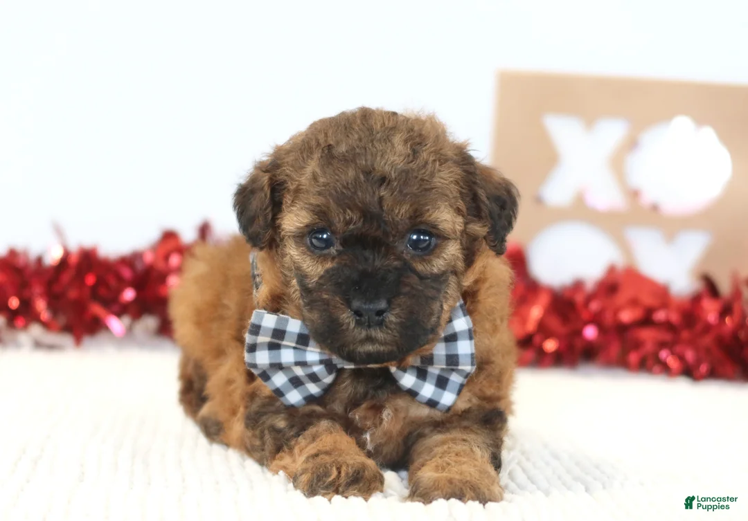 Toy Poodle dogs for sale: Beau - Ad 4