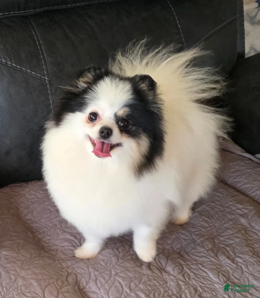 Pomeranian dogs for sale: Rumor  - Ad 6