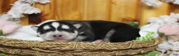 Siberian Husky dogs for sale: Koda  - Ad 5