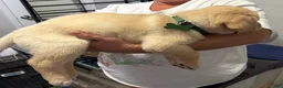 Labrador Retriever dogs for sale: Lab Puppy 7 - Green Collar - Ad 2