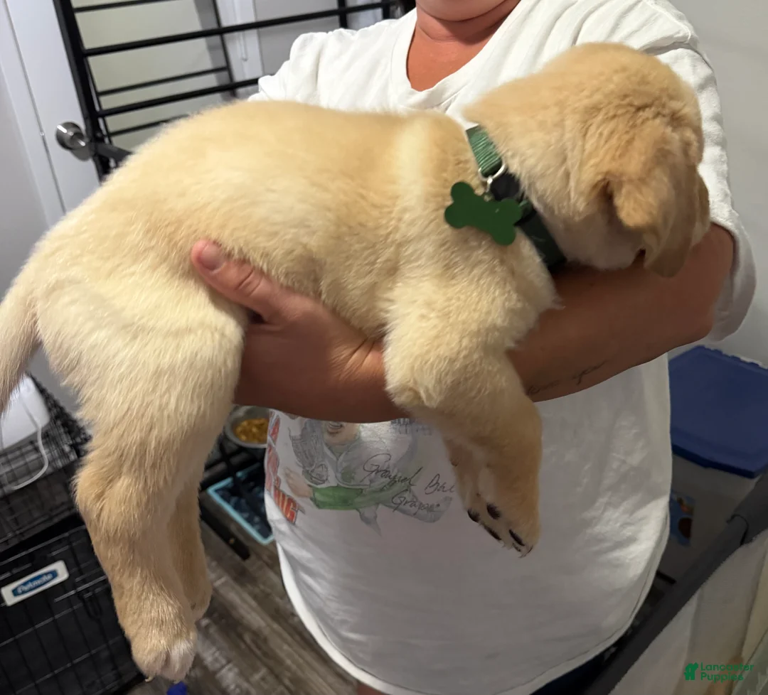 Labrador Retriever dogs for sale: Lab Puppy 7 - Green Collar - Ad 2