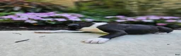 Boxer dogs for sale: Sheila - Ad 4