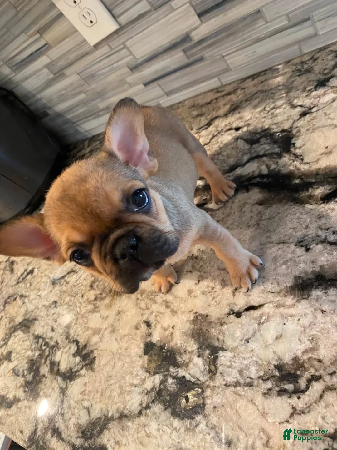 French Bulldog dogs for sale: Coco - Ad 2