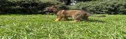 German Shepherd dogs for sale: Delilah - Ad 91