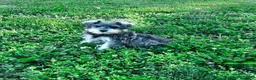 Miniature Schnauzer dogs for sale: Nessa - Ad 10