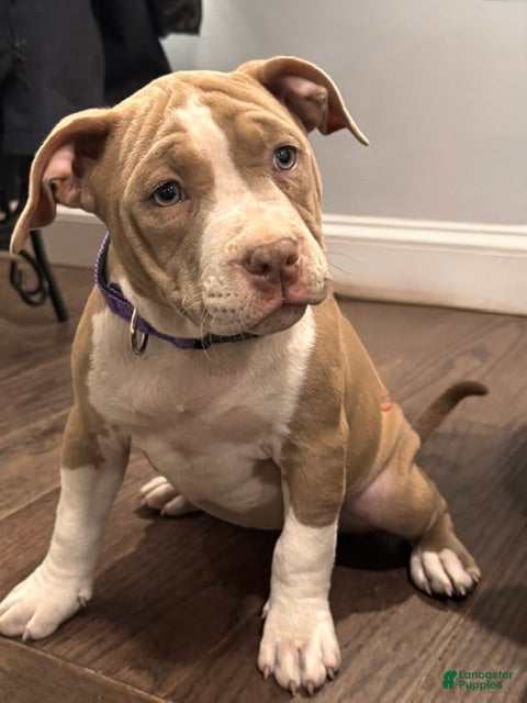American Bully dogs Lala. - Ad 1