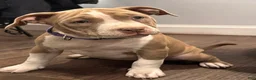 American Bully dogs for sale: Lala. - Ad 1