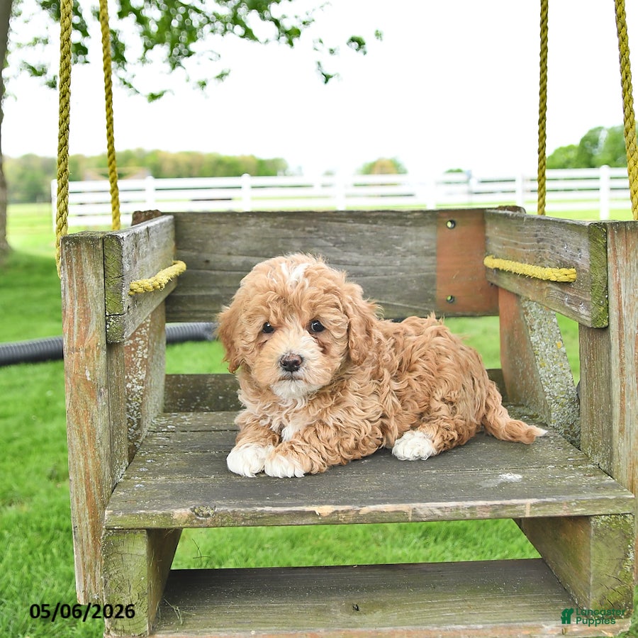 Mixed Breed dogs Rover - Ad 1