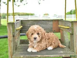 Mixed Breed dogs for sale: Rover - Ad 2