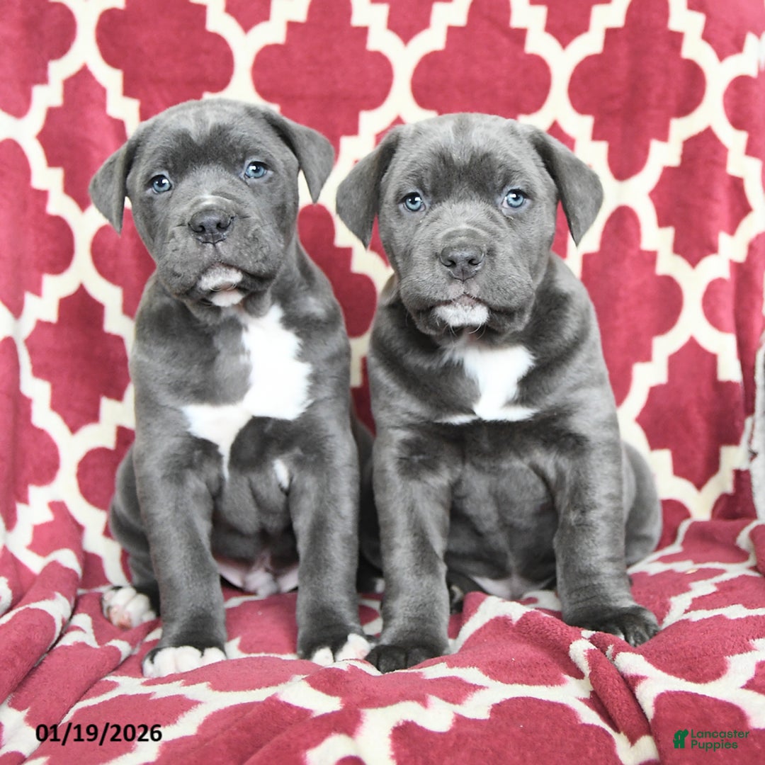 Cane Corso dogs for sale: Bella Mia - Ad 5