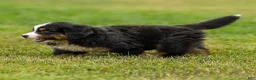 Bernese Mountain Dog dogs for sale: Brady Bernese Mountain Dog  - Ad 5