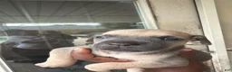 Cane Corso dogs for sale: Cane Corso Puppy 5 - Ad 37