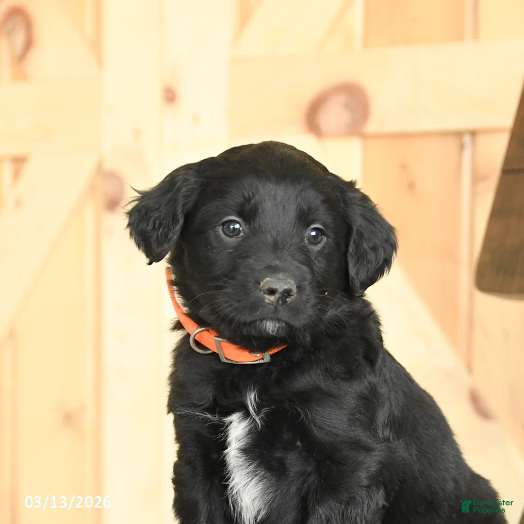 Mixed Breed dogs for sale: Ryan - Ad 2
