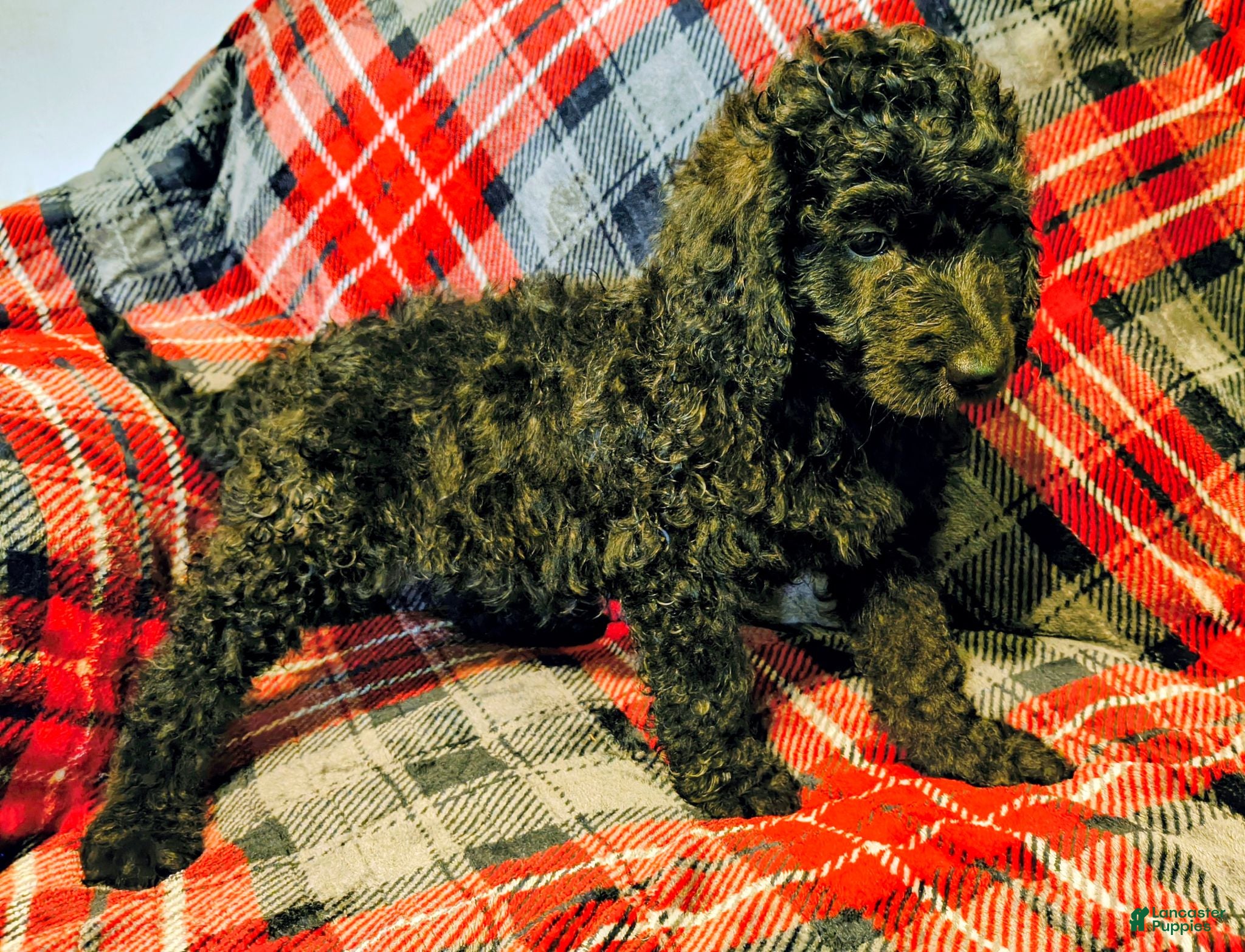 Labradoodle dogs Labradoodle 3 - Ad 6