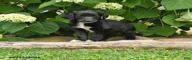 Daffy