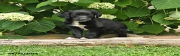 Labradoodle dogs for sale: Daffy - Ad 1