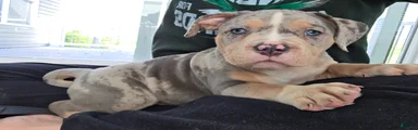 Blue Tri Merle Female 1