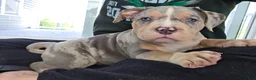 American Bully dogs for sale: Blue Tri Merle Female 1 - Ad 1