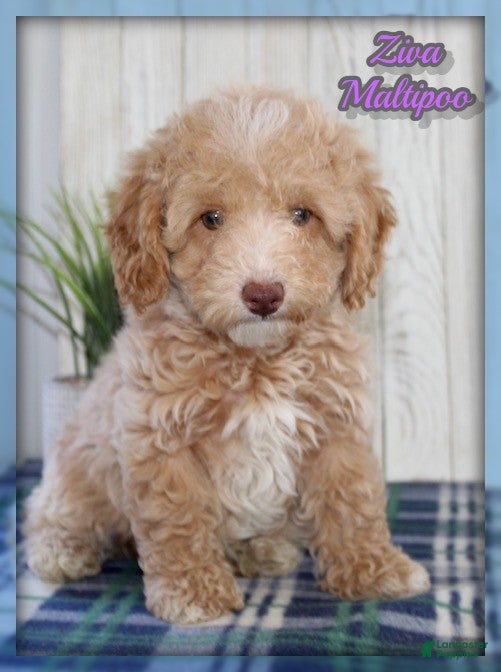 Maltipoo dogs Ziva - Ad 1