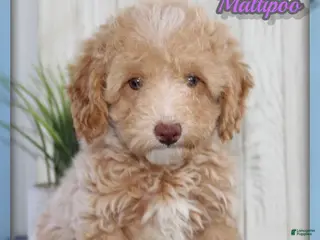 Maltipoo dogs for sale: Ziva - Ad 4