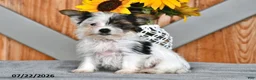 Mixed Breed dogs for sale: Rover - Ad 4