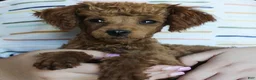 Toy Poodle dogs for sale: Dustin - Ad 3