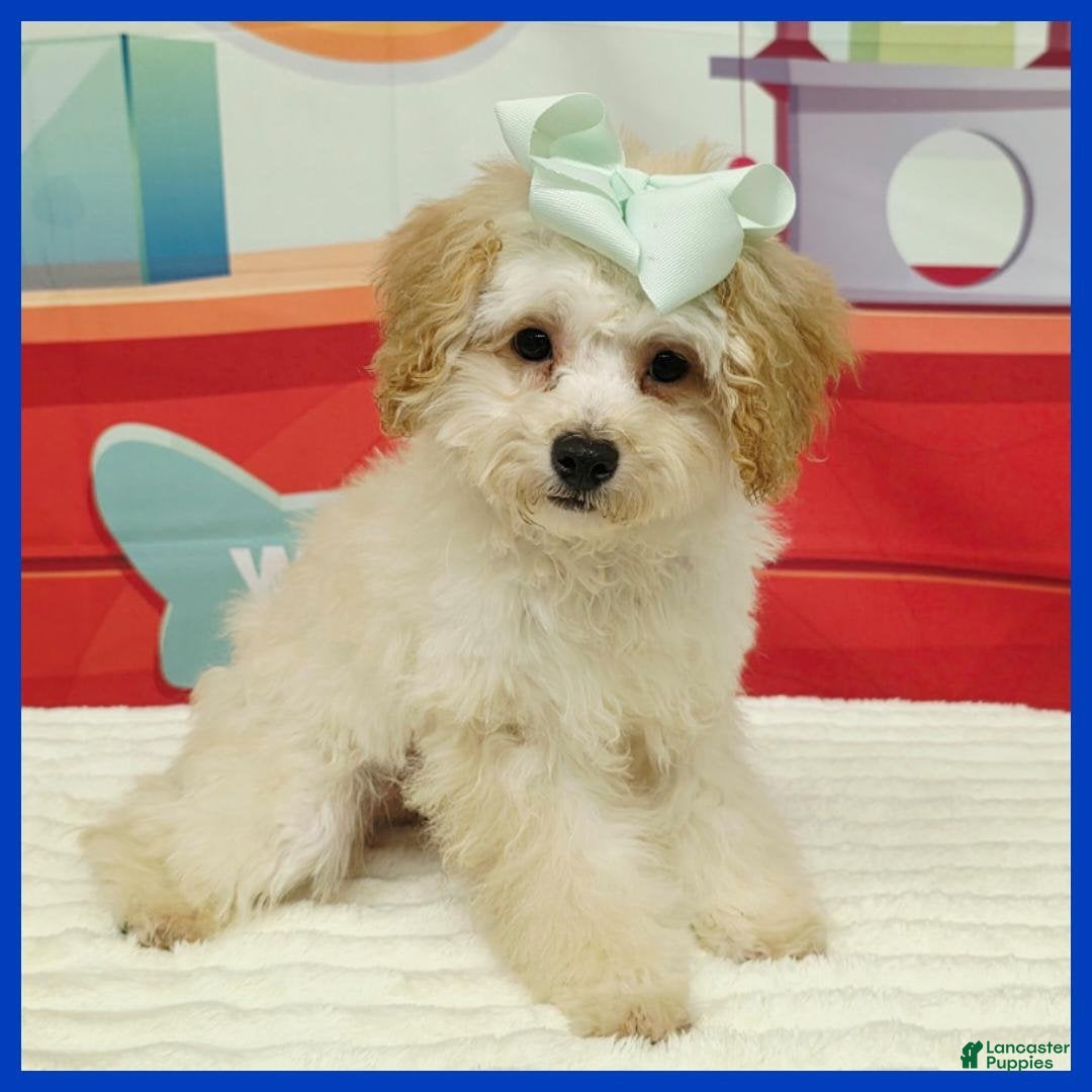 Maltipoo dogs Logan - Ad 1