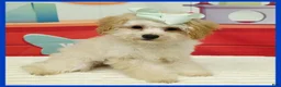Maltipoo dogs for sale: Logan - Ad 1
