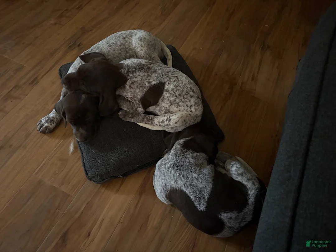 German Shorthaired Pointer dogs for sale: Cleo - Ad 5