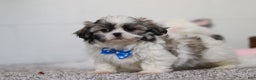 Shih Tzu dogs for sale: Clark - Ad 5