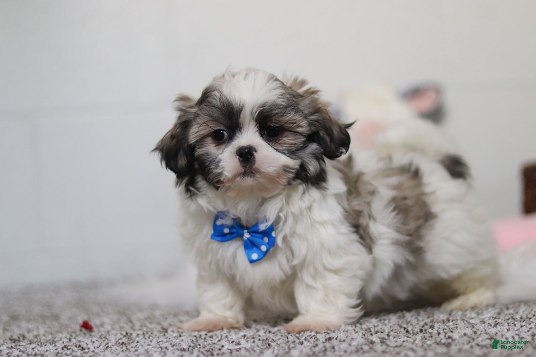 Shih Tzu dogs for sale: Clark - Ad 5