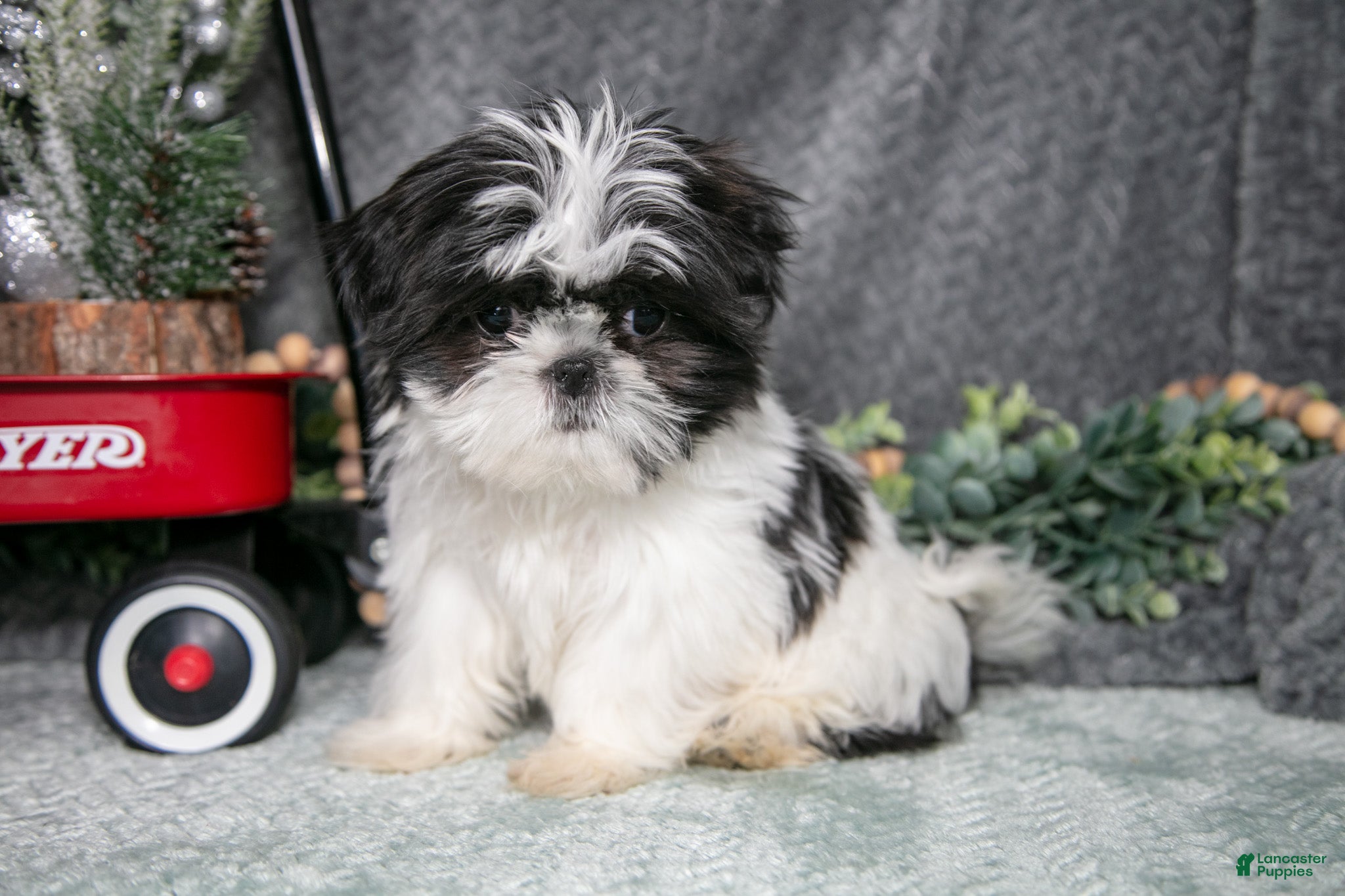 Shih Tzu dogs Tulip - Ad 7