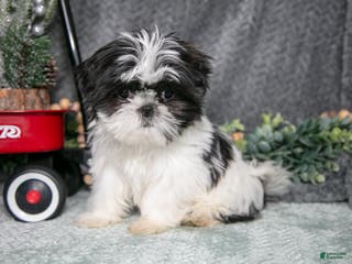 Shih Tzu dogs Tulip - Ad 7