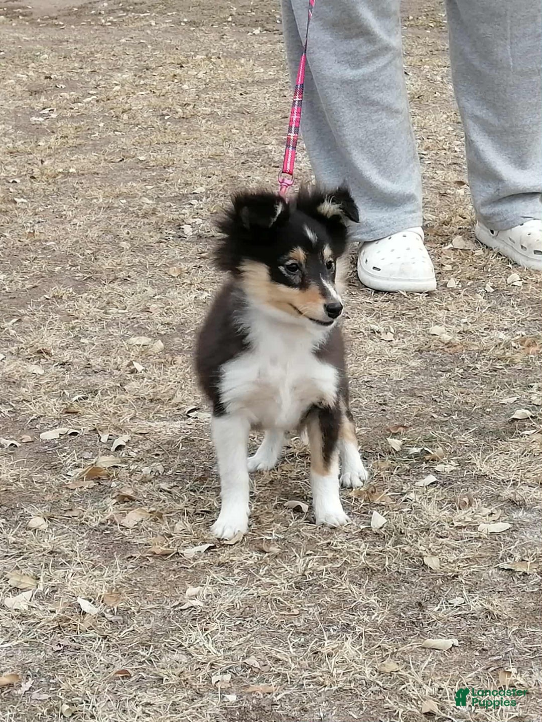 Shetland Sheepdog dogs for sale: Millie - Ad 3