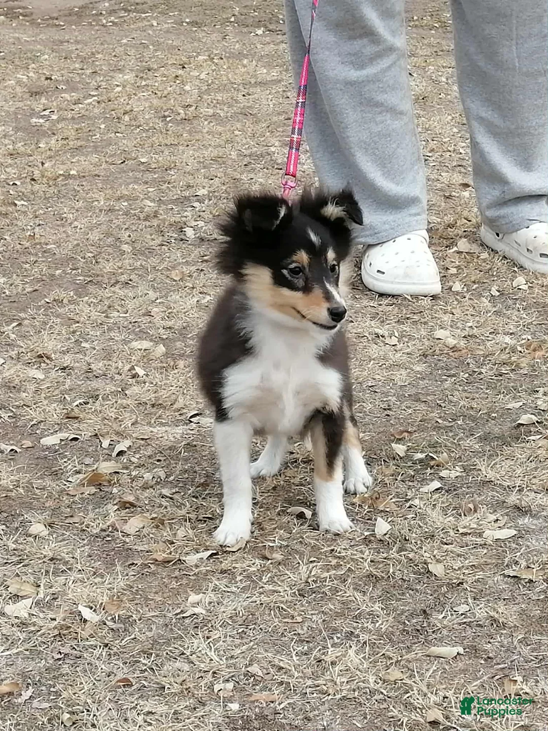 Shetland Sheepdog dogs for sale: Millie - Ad 3