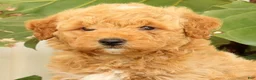 Mini Goldendoodle dogs for sale: Clark - Ad 9
