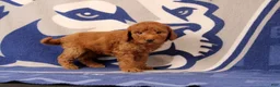 Mini Goldendoodle dogs for sale: Reva - Ad 4
