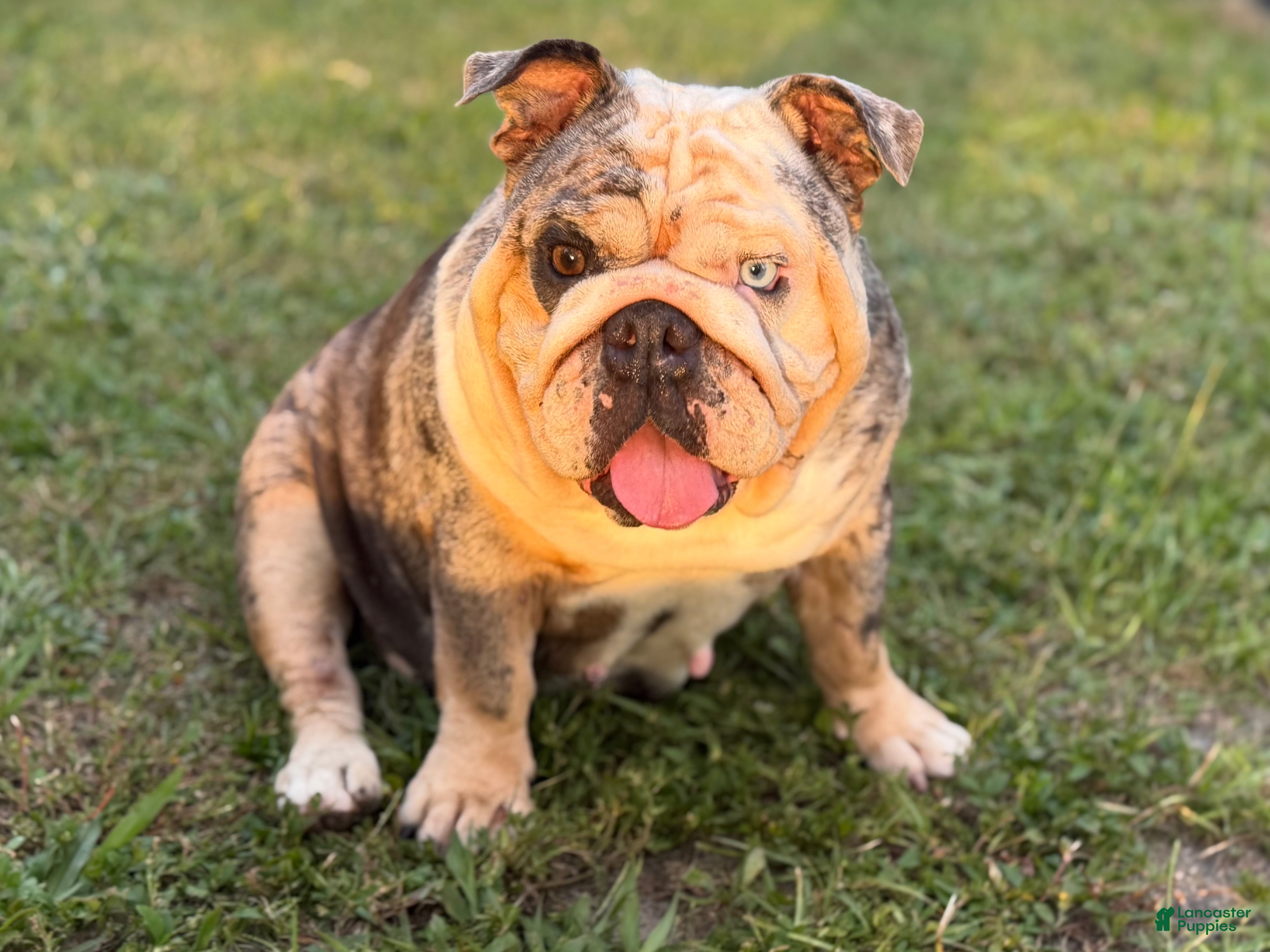 English Bulldog dogs Tesla - Ad 3