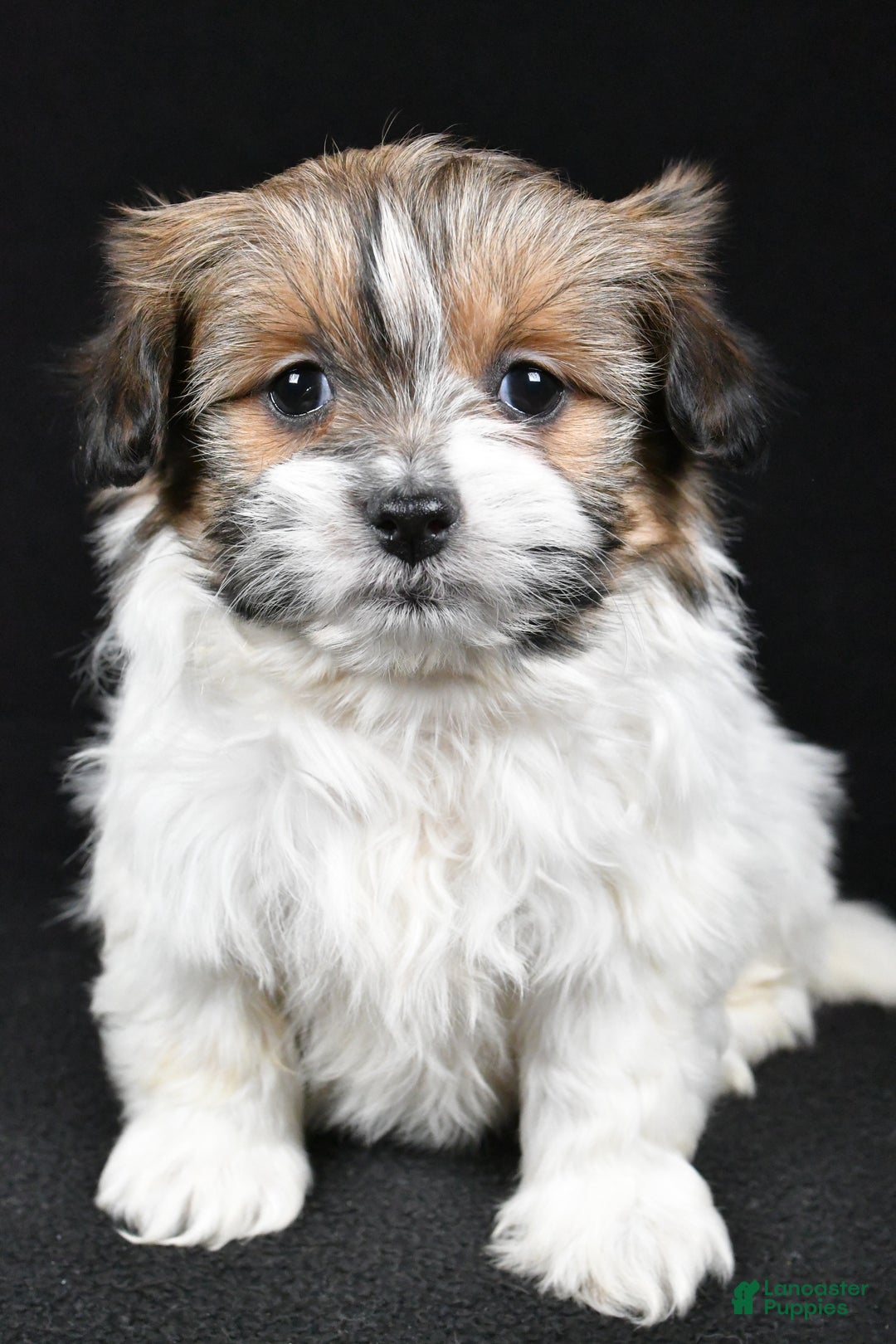 Mixed Breed dogs for sale: Amber - Ad 8