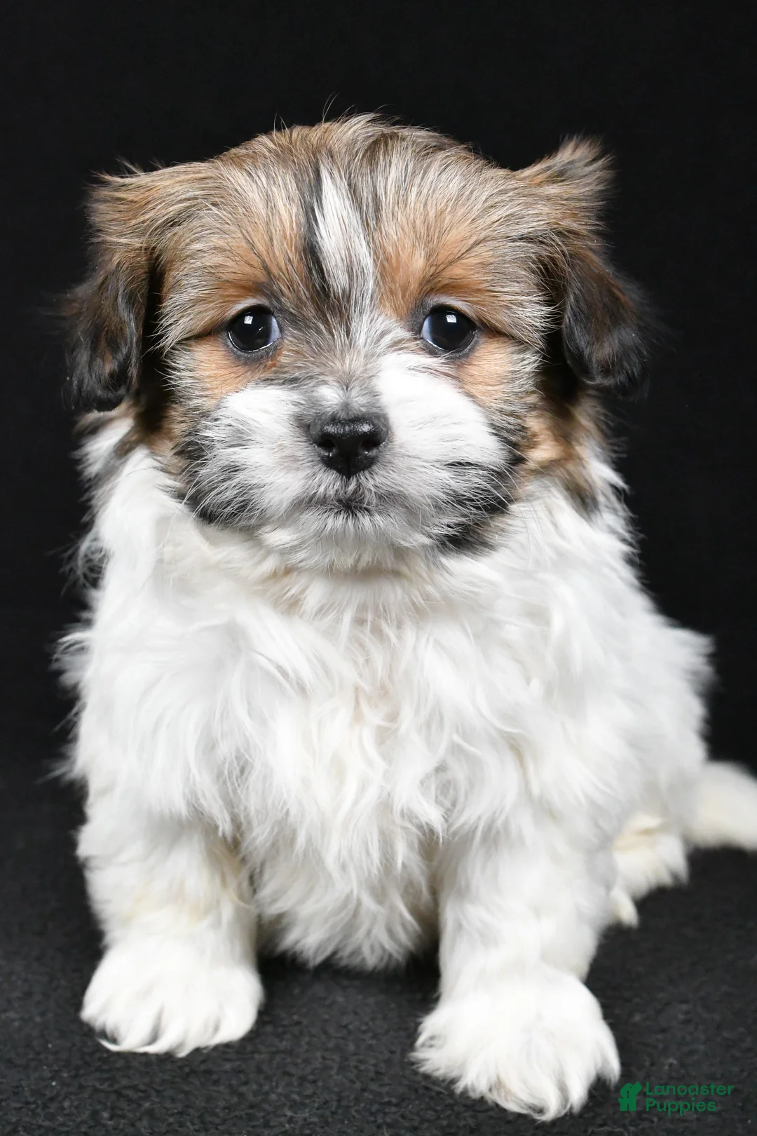 Mixed Breed dogs for sale: Amber - Ad 4